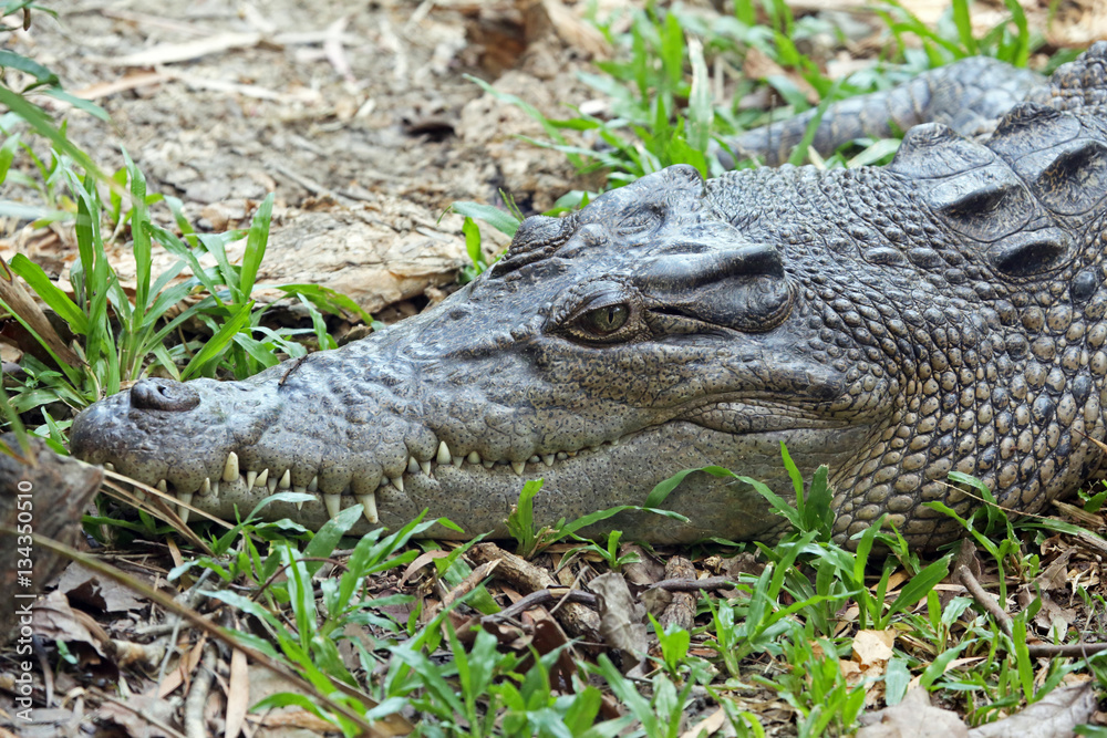 Obraz premium Female salt water crocodile head