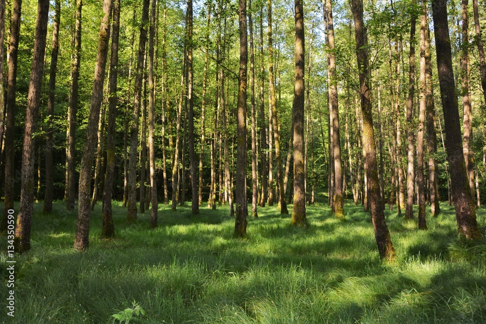 Fototapeta premium Bäume und hohe gräser im Wald am frühen morgen