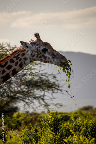 A giraffe eat in its natural habitat