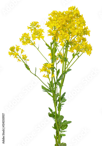 Barbarea vulgaris flower