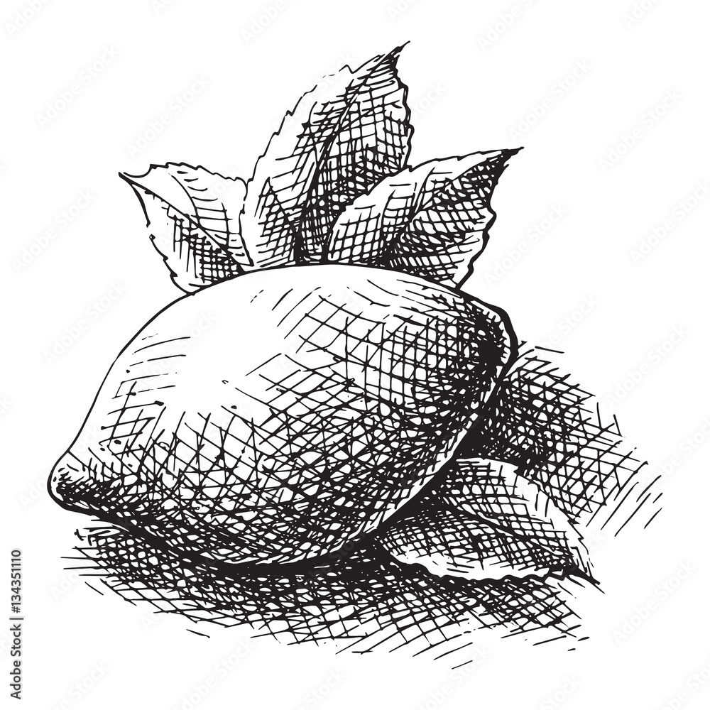 custom made wallpaper toronto digitalwhole, sliced lemon in graphic style, hand-drawn vector illustration.