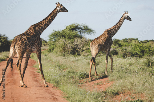 Giraffes in its natural habitat photo