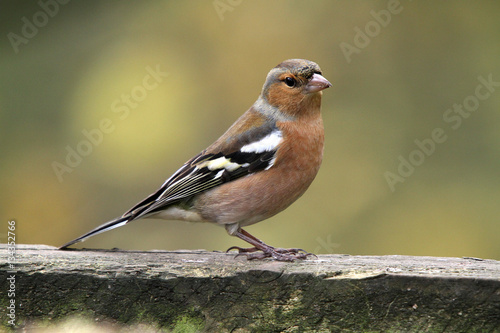 the chaffinch, is a common and widespread small passerine bird in the finch family. The male is brightly coloured with a blue-grey cap and rust-red underparts. The female has less colour.