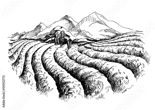 tea plantation landscape in graphic style