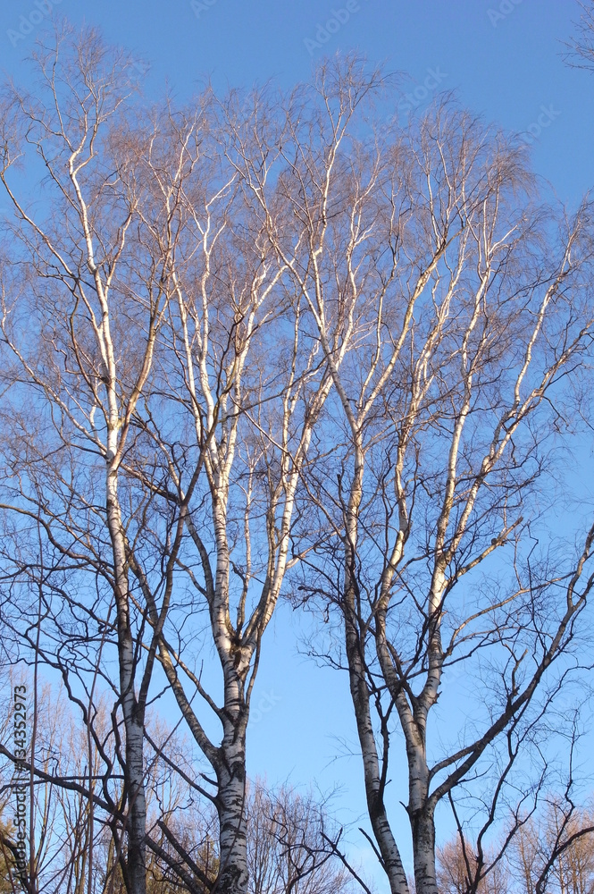 Branches of trees against the blue sky. Branches of trees against the blue sky.