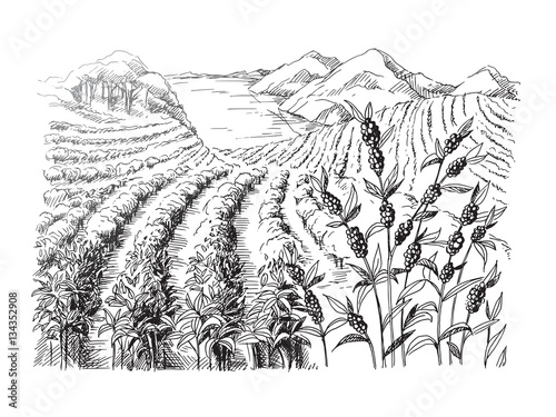 coffee plantation landscape in graphic style