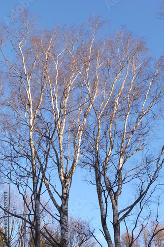 Branches of trees against the blue sky.