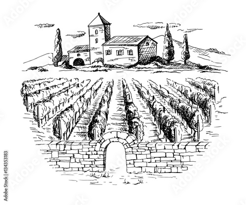 Rows of vineyard grape plants and house in graphic style