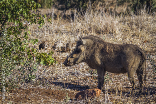 common warthog in Kruger National park  South Africa