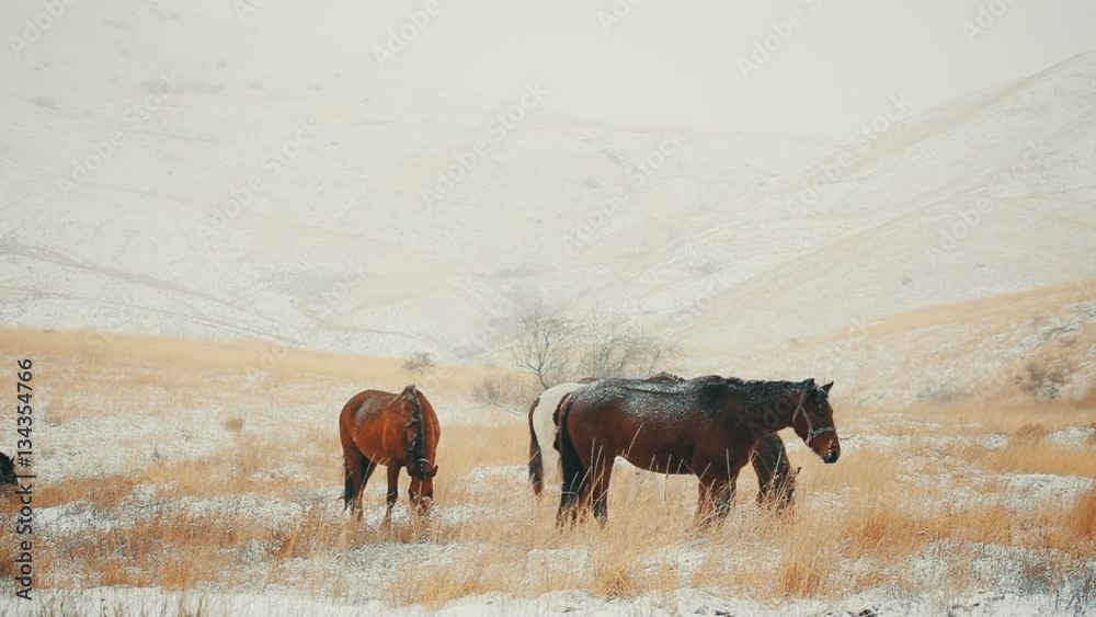 horse looking for food during a snowfall