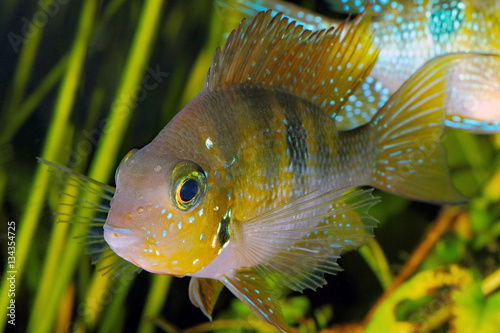 Hellers gold cichlid (Thorichthys helleri) - male