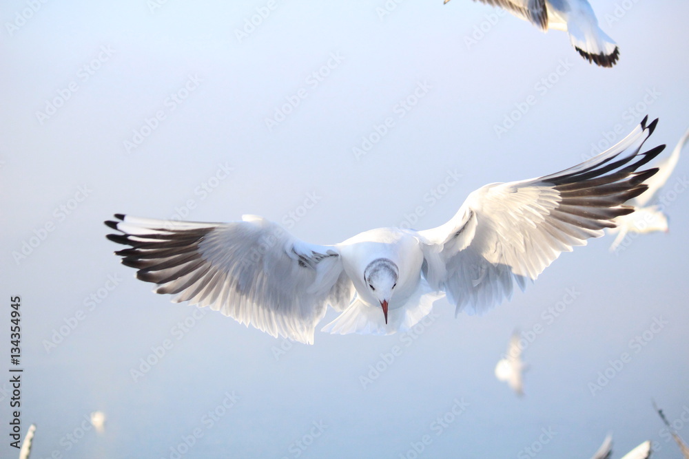 Obraz premium seagull