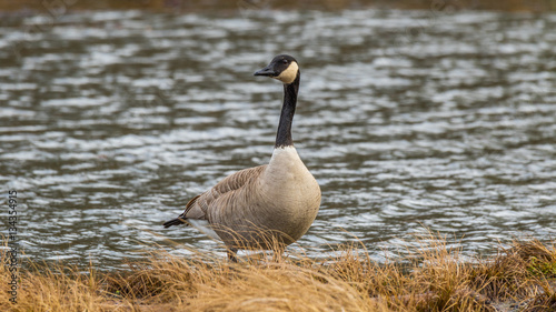 Wild goose standing in a pond among the thickets. Nisqually wildlife refuge, Washington, USA