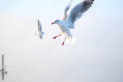 seagull approach for a landing