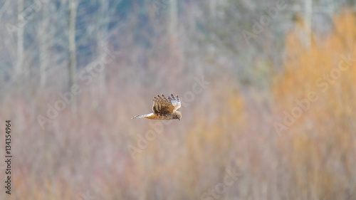 Hawk in flight. Nisqually wildlife refuge, Washington, USA