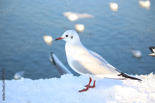 seagull winter