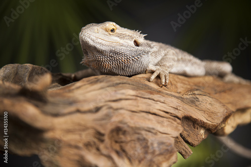 Lizard root  Bearded Dragon on green background