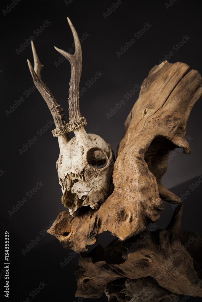 Weathered deer skull, black mirror background Weathered deer skull, black mirror background