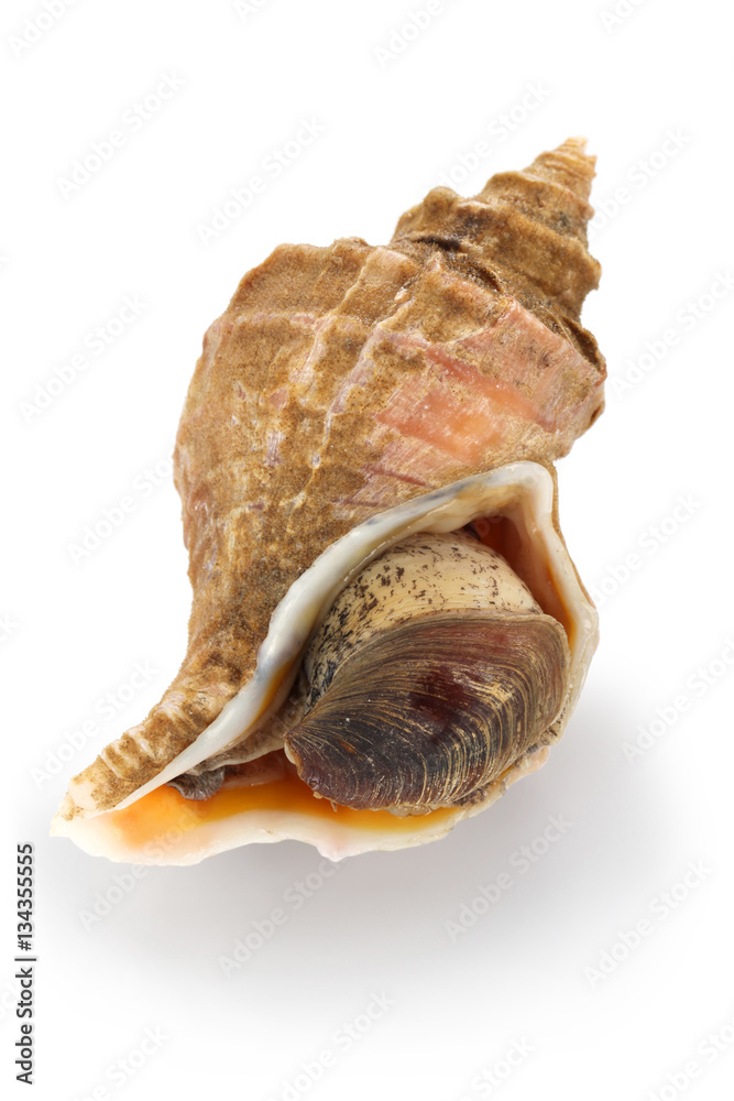 tsubu gai, ezo neptune, japanese whelk, neptunea polycostata scarlato tsubu gai, ezo neptune, japanese whelk, neptunea polycostata scarlato