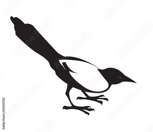 Fotografia Magpie. Black decorative silhouette on white background.