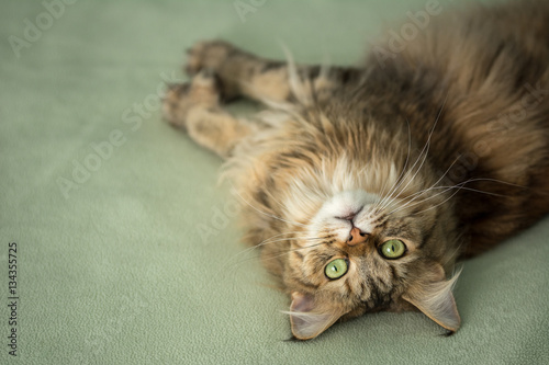 Foto Sweet, upside-down Maine Coon cat looks curiously at camera