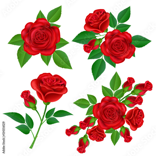 Red rose flower set with buds and green leaves, for Valentine's Day and love designs. Realistic vector illustration isolated on white.