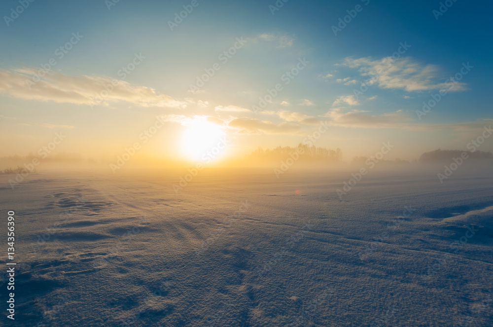Snow covered trees on snow covered landscape Snow covered trees on snow covered landscape