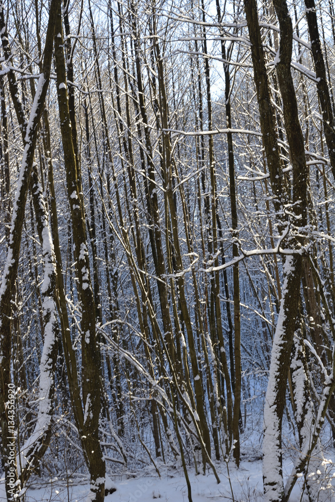 Fototapeta premium snow in the forest