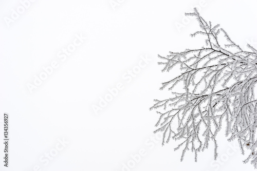 Fototapeta Naklejka Na Ścianę i Meble -  Frozen tree branches