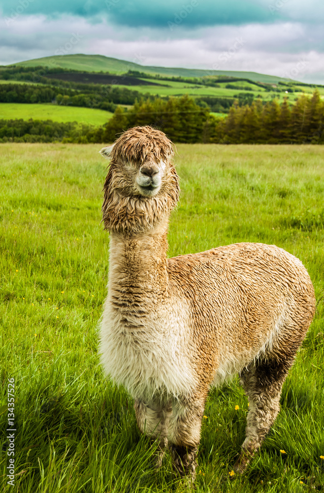 Fototapeta premium Alpaca in field in scotland