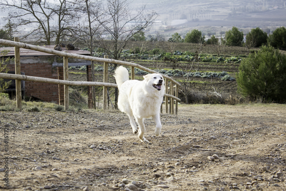 Obraz premium Mastiff dog field