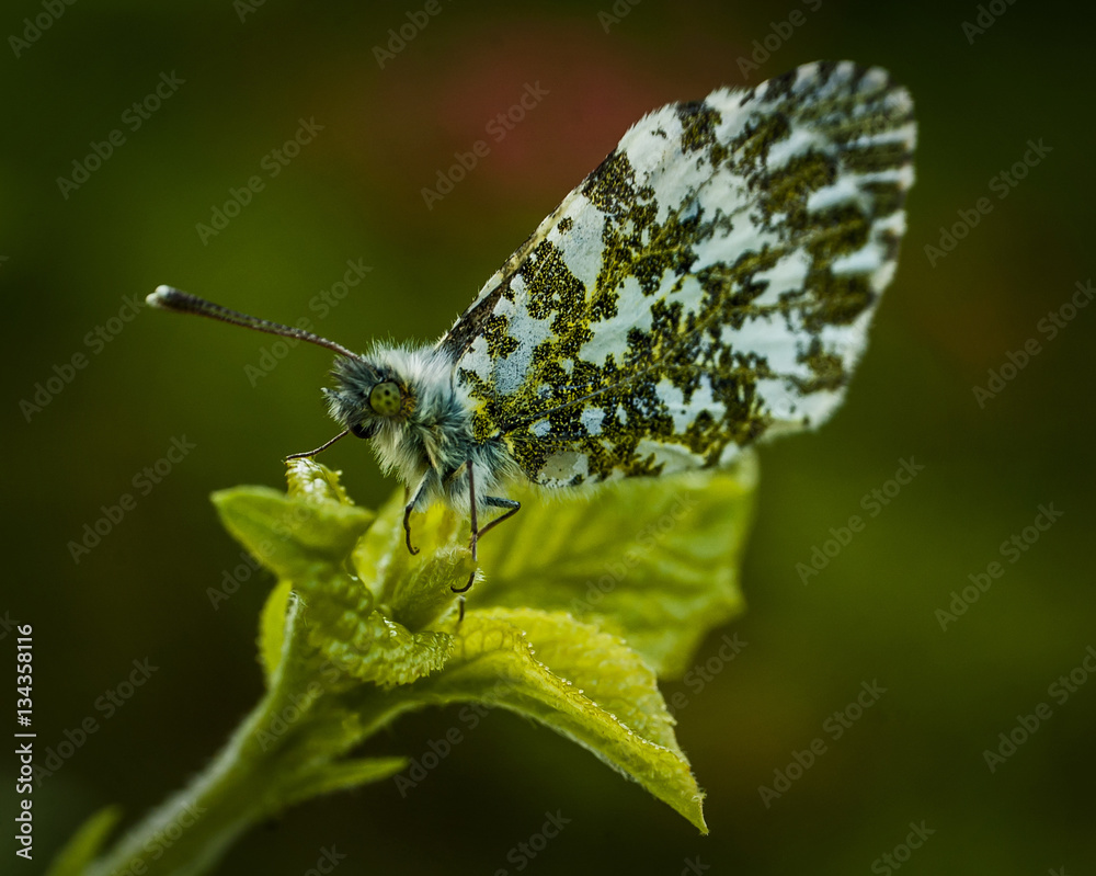Obraz premium butterfly orange tip