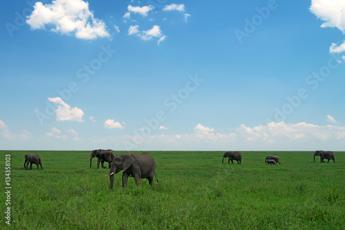 Group of African elephants in savanna