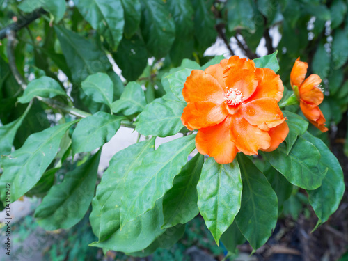 Red Orange wax rose flower with green leaves (Pereskia bleo)