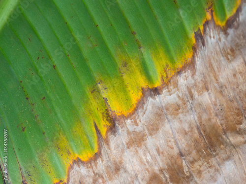 Yellow and green dry banana leaf texture background