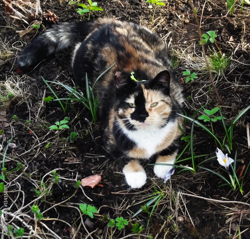  tricolor cat photo