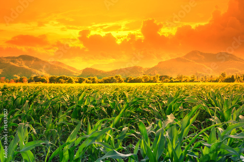 Green corn field in agricultural garden beside mountain and blue