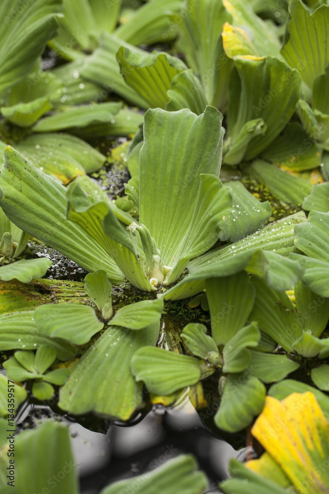 Obraz premium Pistia ( water cabbage, water lettuce, Nile cabbage, or shellflower) - aquatic plant