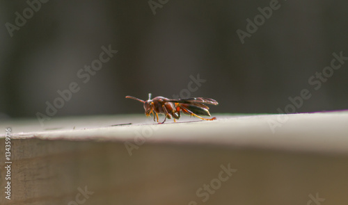 red wasp © spacecatmo