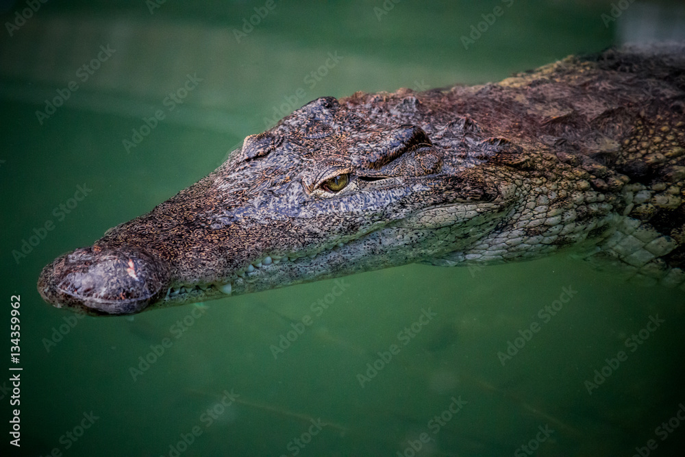 Fototapeta premium Crocodile du Nil