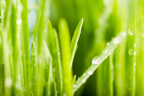 wet grass after the rain