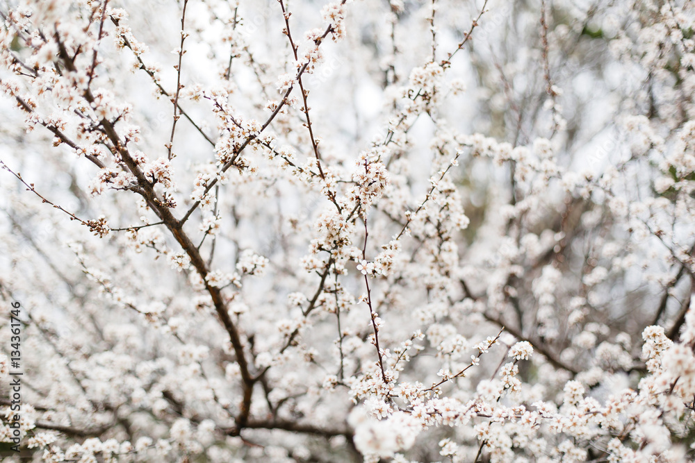 Close-up of white cherry blossom in spring Close-up of white cherry blossom in spring