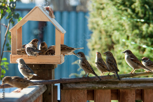 feeder and many sparrows