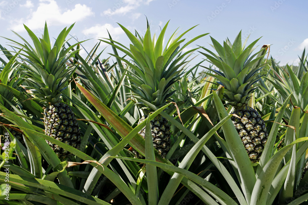Obraz premium Pineapple Plantation