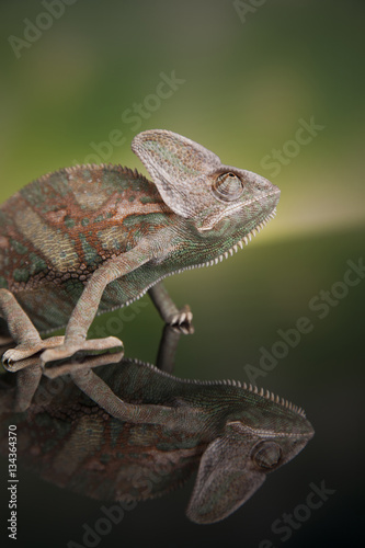 Chameleon lizard isolated on green background