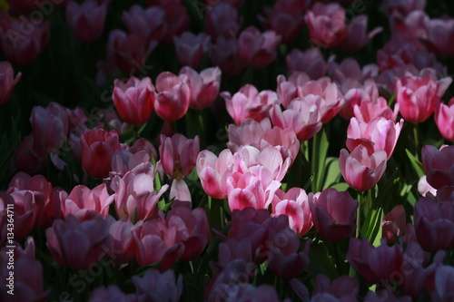 Fototapeta Naklejka Na Ścianę i Meble -  Tulip flowers in the field