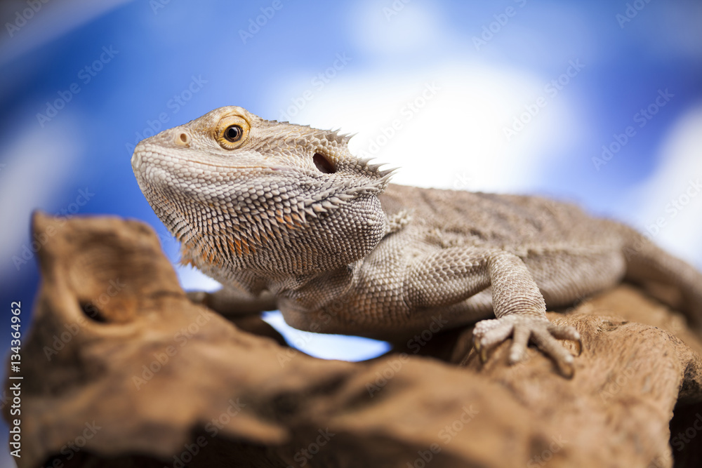 Agama bearded, pet on black background, reptile Agama bearded, pet on black background, reptile