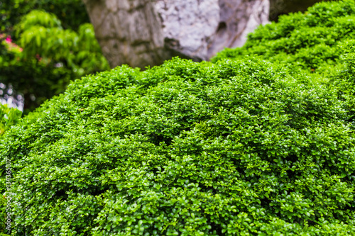Green Leaves Background, Fresh Green Leaf © Nawadoln