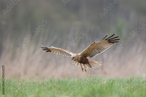 Błotniak Stawowy w locie (Circus aeruginosus) #134365171