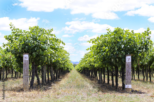 Photography Vineyard in Mudgee, Australia